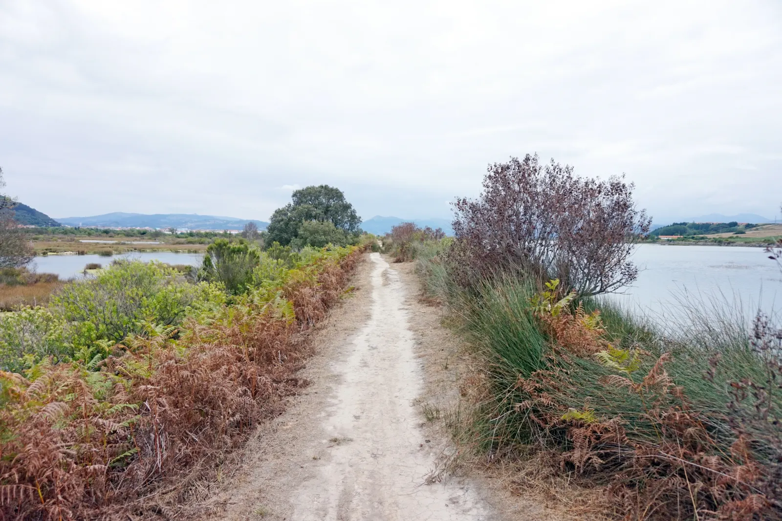 Un sendero entre la vegetación de las marismas, con el agua del estuario al lado